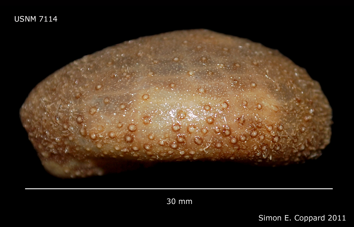 Представитель Семейства Urechinidae